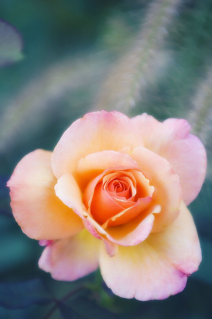 Peach Colored Rose Flower. Rosa hybrid.