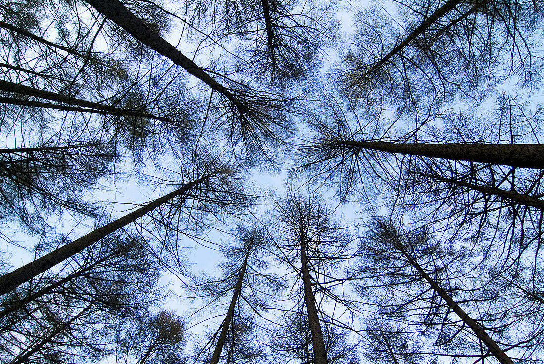 Larch forest in the natural park of Urkiola. Biscay. Basque Country. Spain.