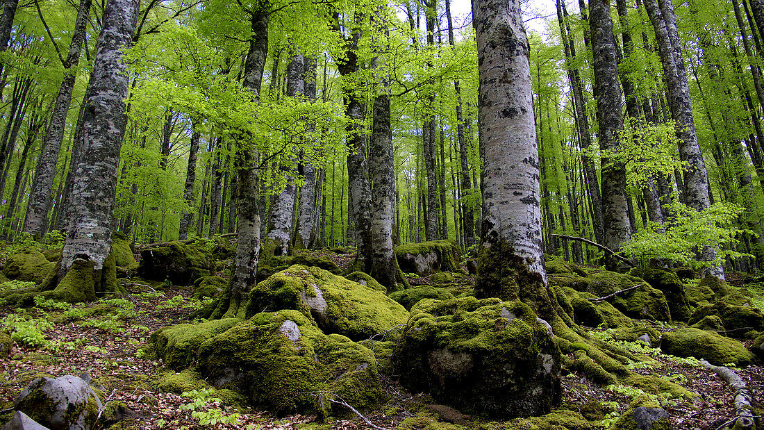 Selva de Irati en primavera. Navarra. España. Europa.