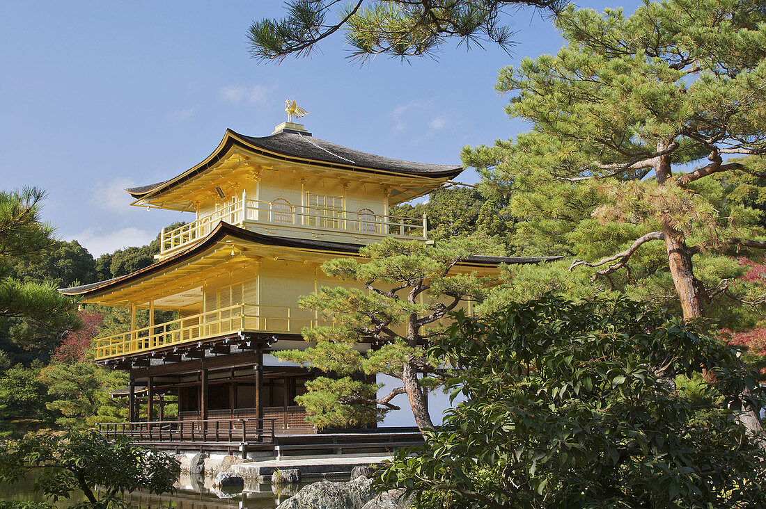 Kinkakuji,  the Golden Temple is framed by bonsai-like pine trees