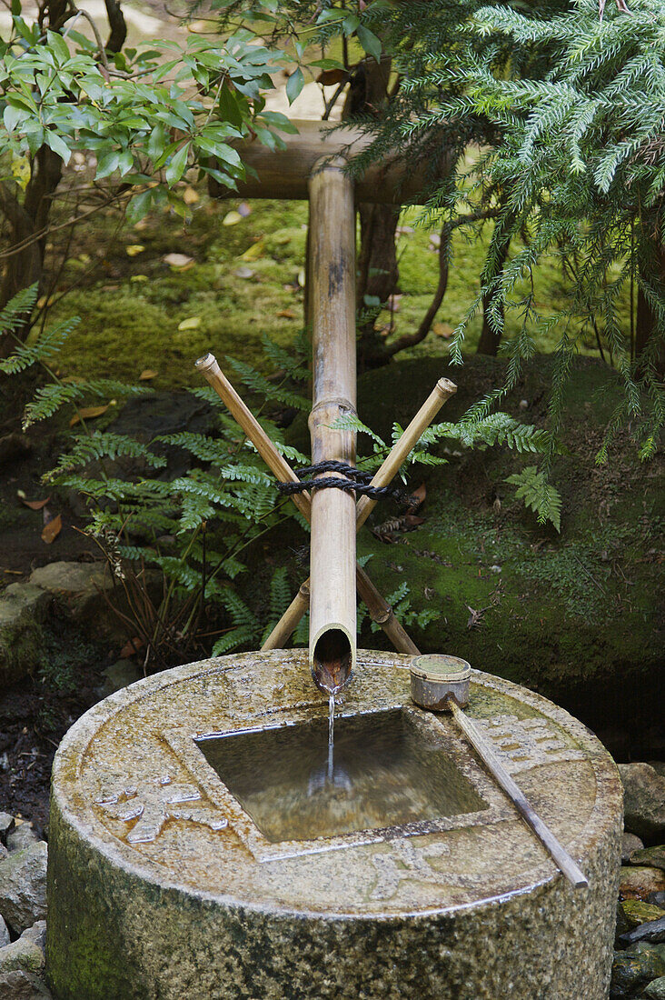 A Japanese bamboo fountain,  flowing into a stone basin shaped like a Japanese coin behind Kinkakuji temple in Kyoto