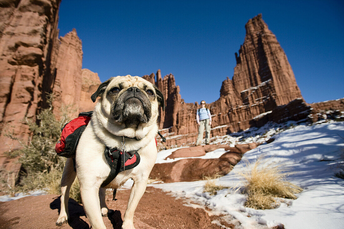 Pug dog wearing backpack stands on trail as owner looks on from distance at Fisher Towers outside Moab,  Utah,  USA