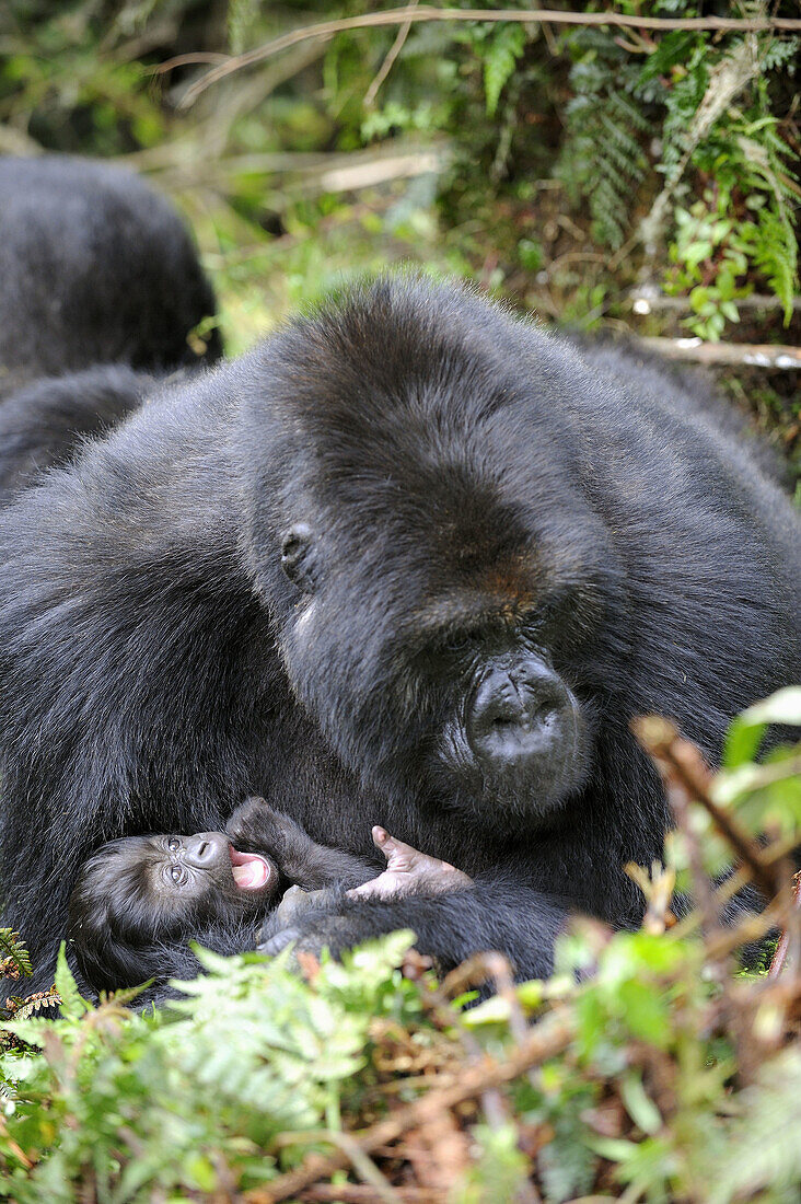 Female mountain gorilla with her baby (Gorilla beringei beringei) Volcanoes National Park,  Rwanda,  Africa