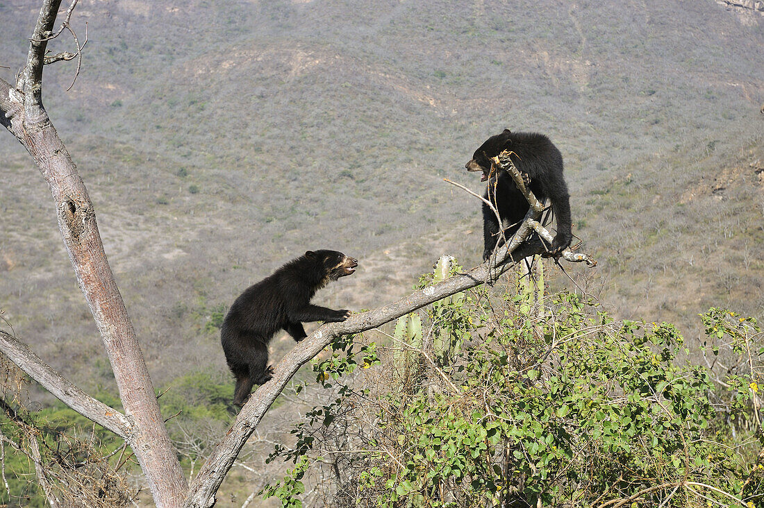 Encounter and fighting between two spectacled bears (Tremarctos ornatus) climbing in tree,  Chaparri Ecological Reserve,  Peru,  South America