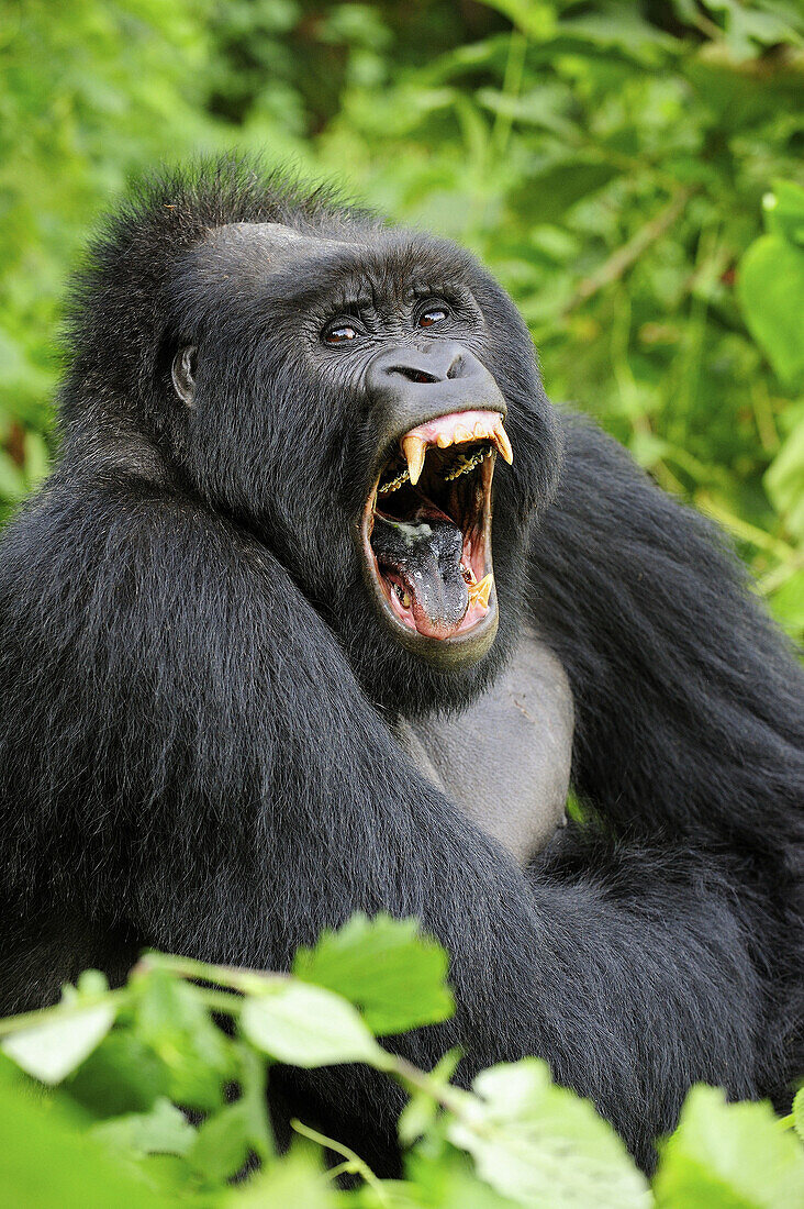 Male silverback mountain gorilla yawning (Gorilla beringei beringei) Virunga National Park,  Democratic Republic of Congo,  Africa