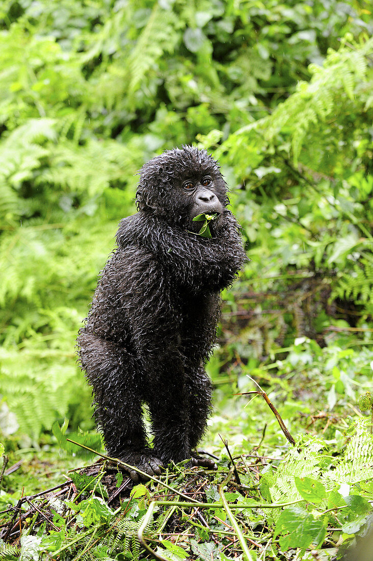 Young mountain gorilla standing up in the rain (Gorilla beringei beringei) Volcanoes National Park,  Rwanda,  Africa