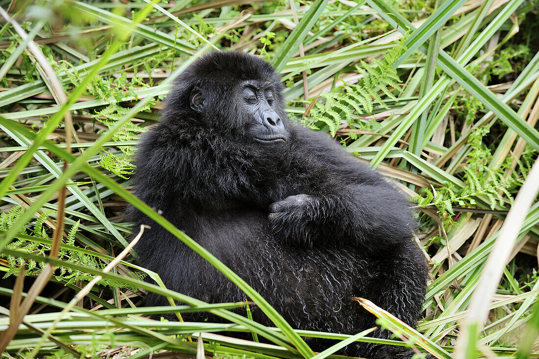 Juvenile eastern lowland gorilla resting in the marshes of Kahuzi Biega Park (Gorilla beringei graueri) Democratic  Republic of Congo,  Africa