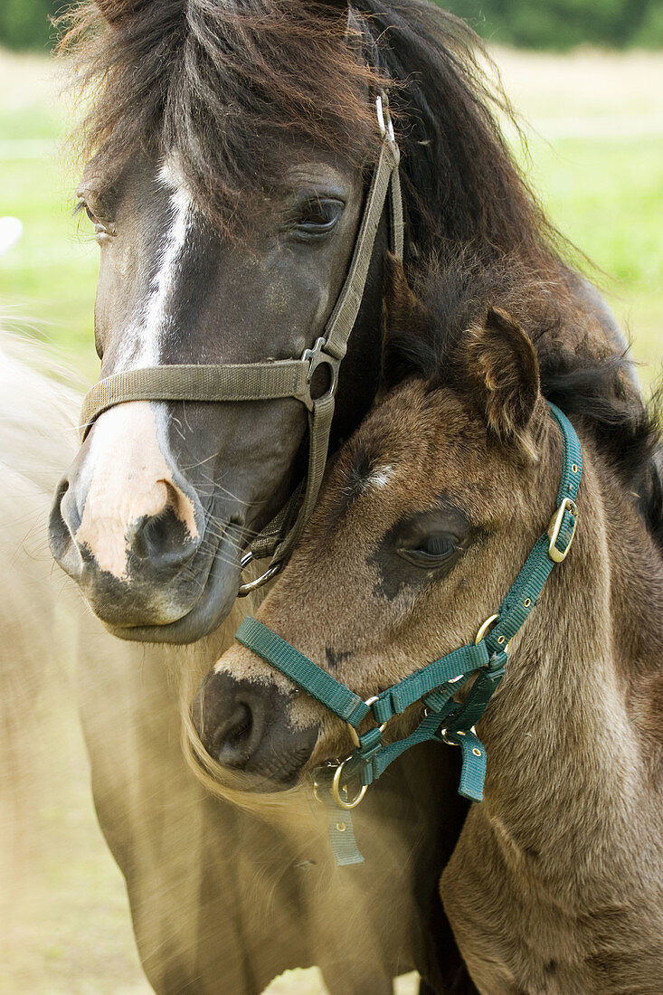 Mare pony with her foal