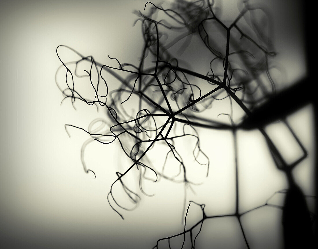 Conceptual: Insomnia Maze of branches