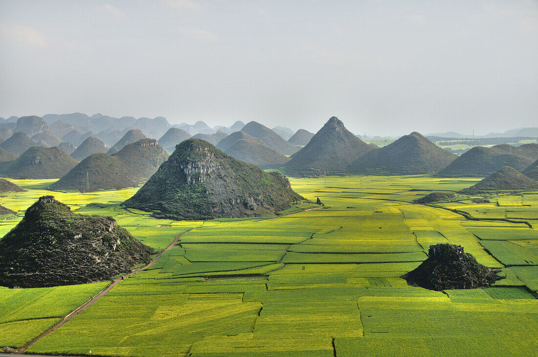 fields of rape flower blossoms in Luoping China