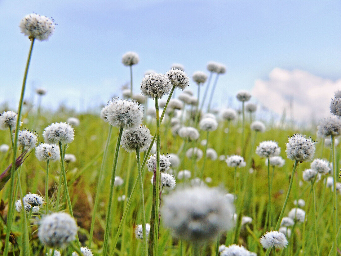 Eriocaulon carsonii,  Salt pipewort,  button grass,  Plateau of flowers,  Kaas plateau,  Kaas,  Satara,  Maharashtra,  India