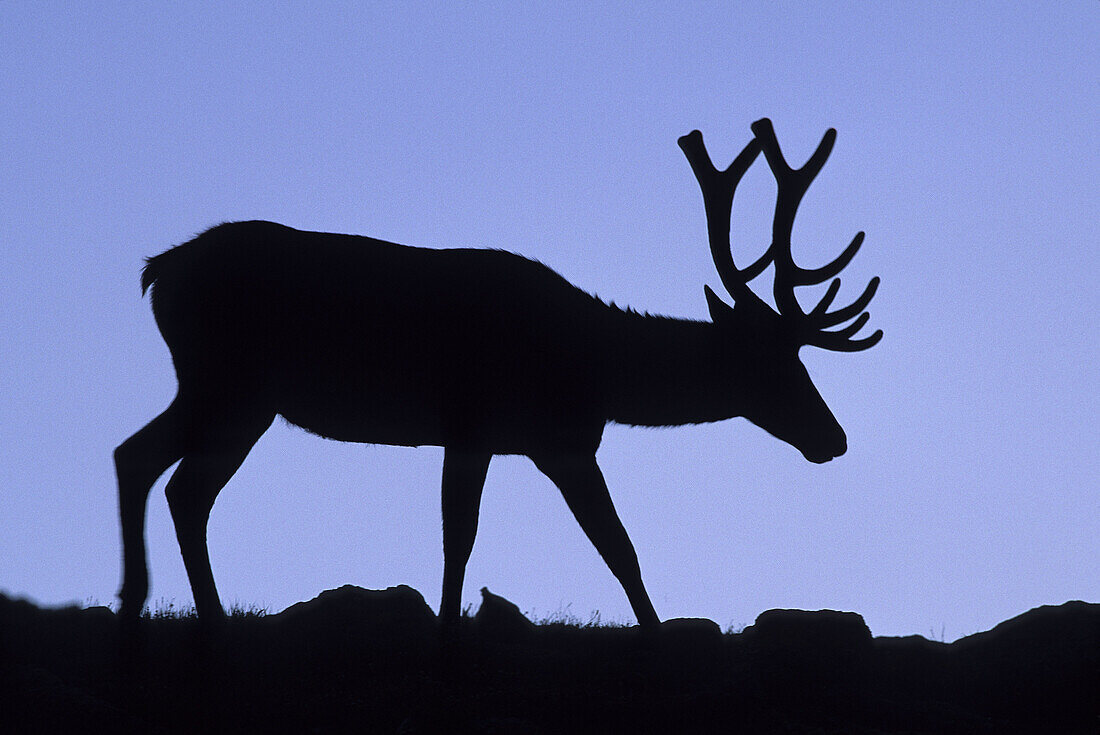 Elk or Wapiti Cervus elaphus