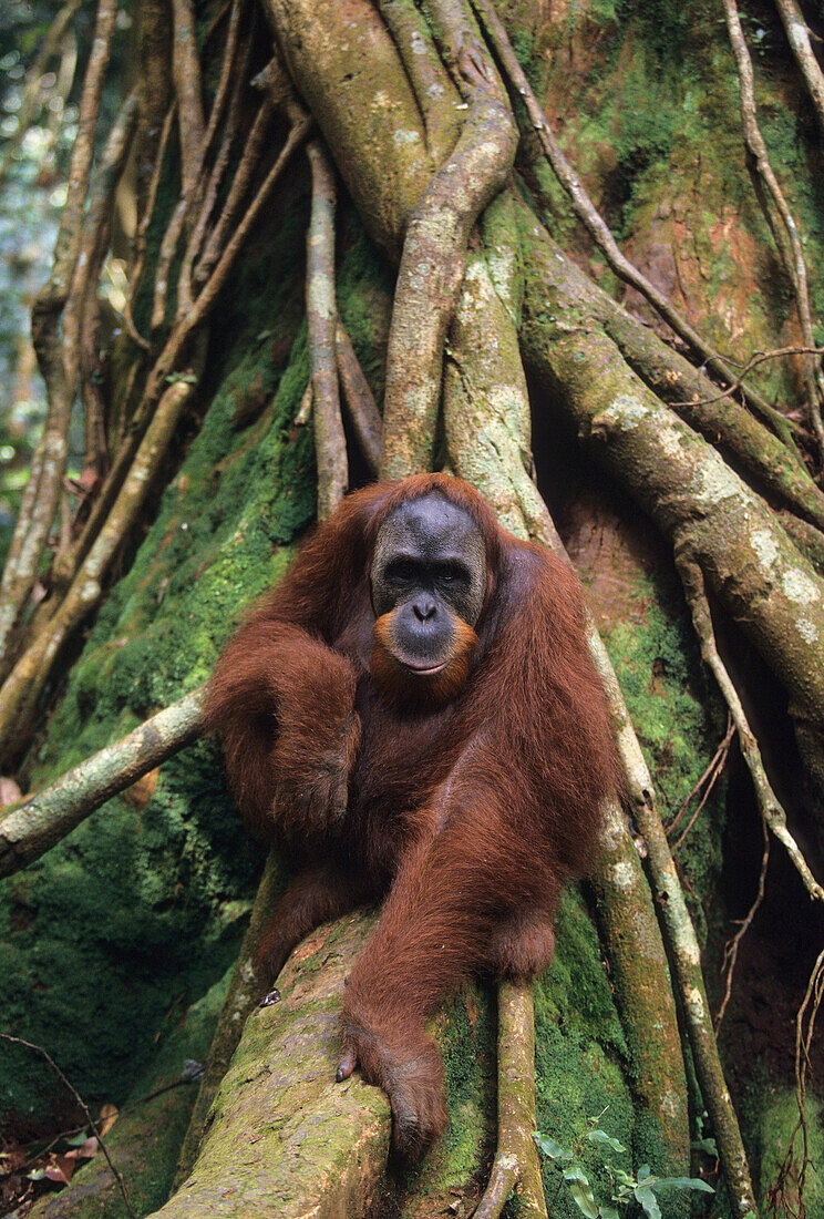 Orangutan Pongo Pygmaeus