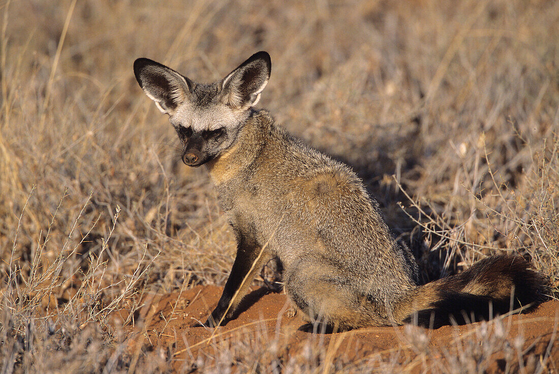 Bat-eared Foxes Otocyon megalotis at den