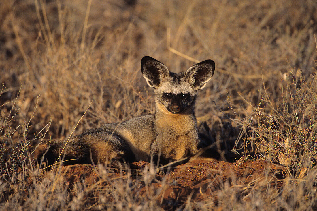 Bat-eared Foxes Otocyon megalotis at den