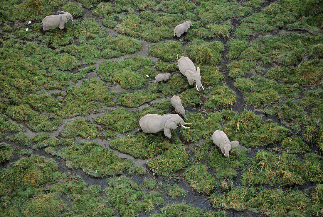 African Elephant herd Loxodonta africana & cattle egrets