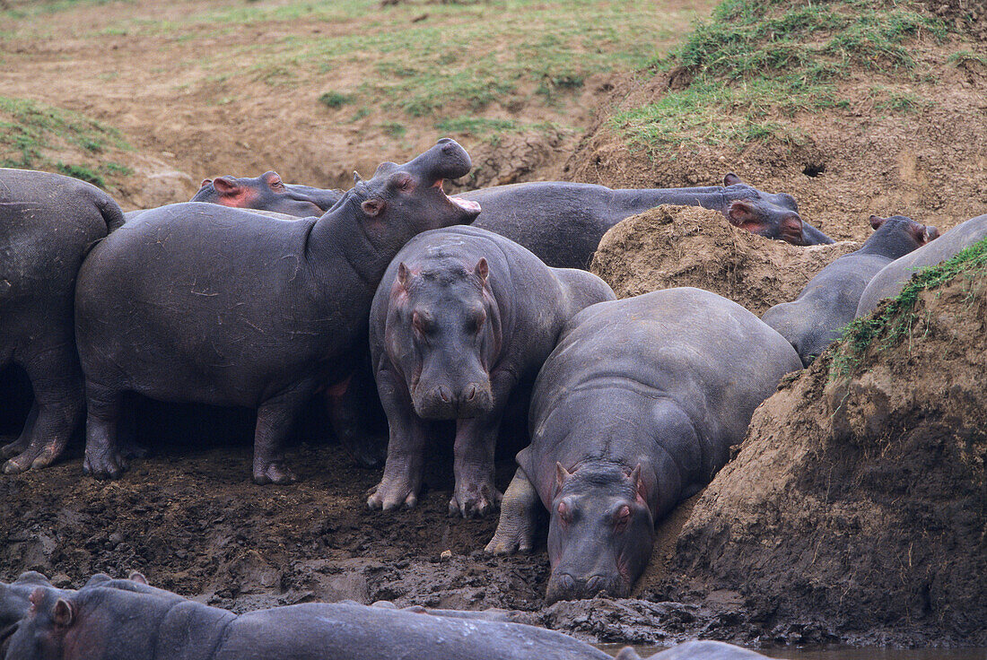 Hippos basking on the banks of the Mara River Hippopotamus amphibius