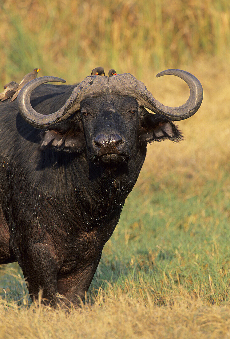 African Buffalo Syncerus caffer