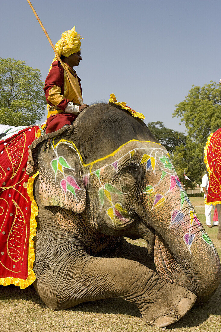 annual elephant festival,  men riding decorated elephants Asian or Indian Elephant Elephas maximus
