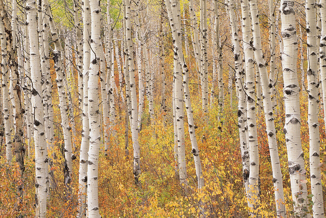 Aspen trees in the fall