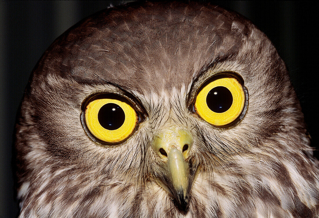 Screech Owl  Strigidae