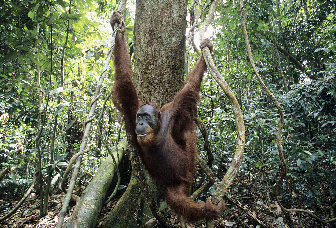 Sumatran orangutan Pongo pygmaeus abelii