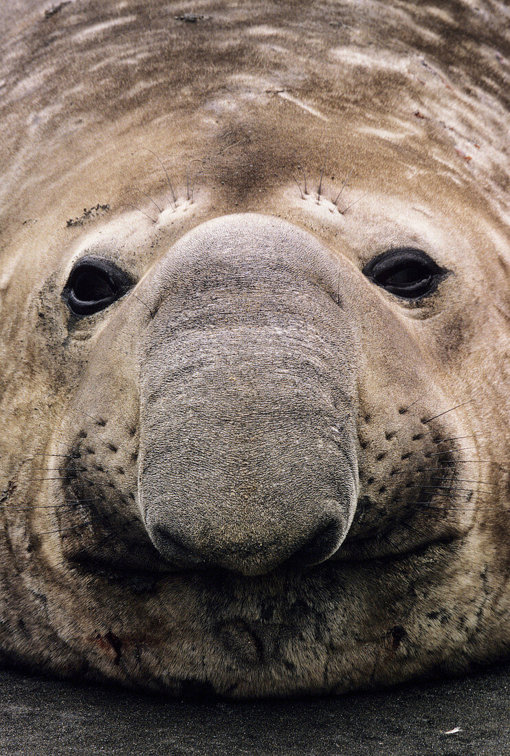 Southern Elephant Seal Mirounga leonina