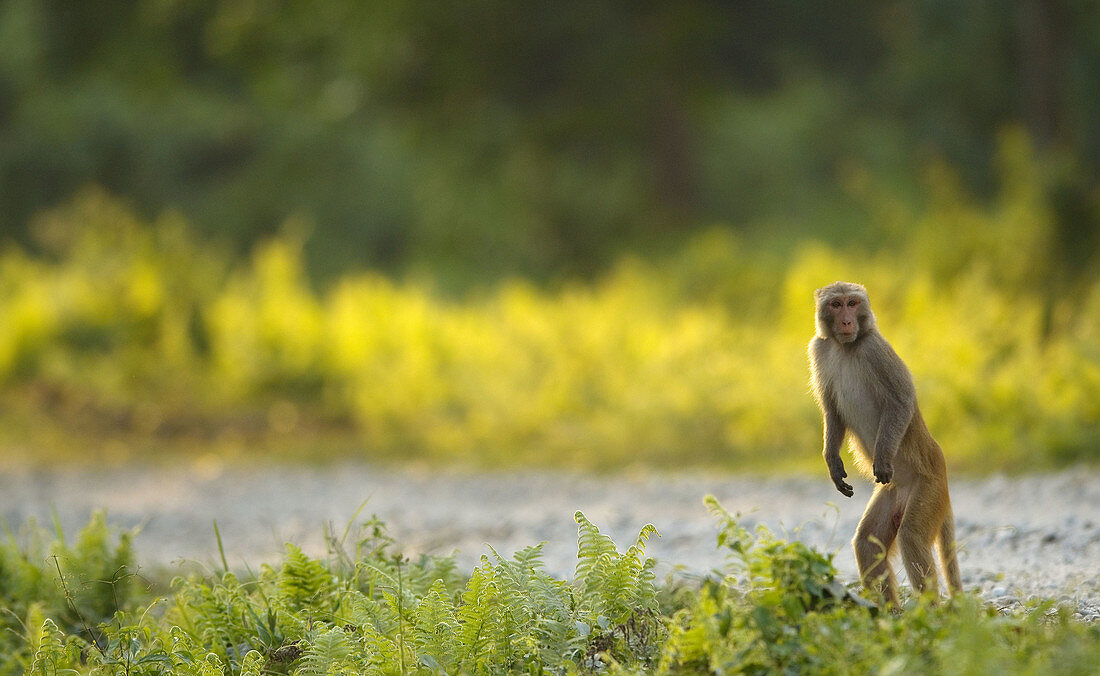 Rhesus monkey (Macaca mulatta),  West Bengal,  India