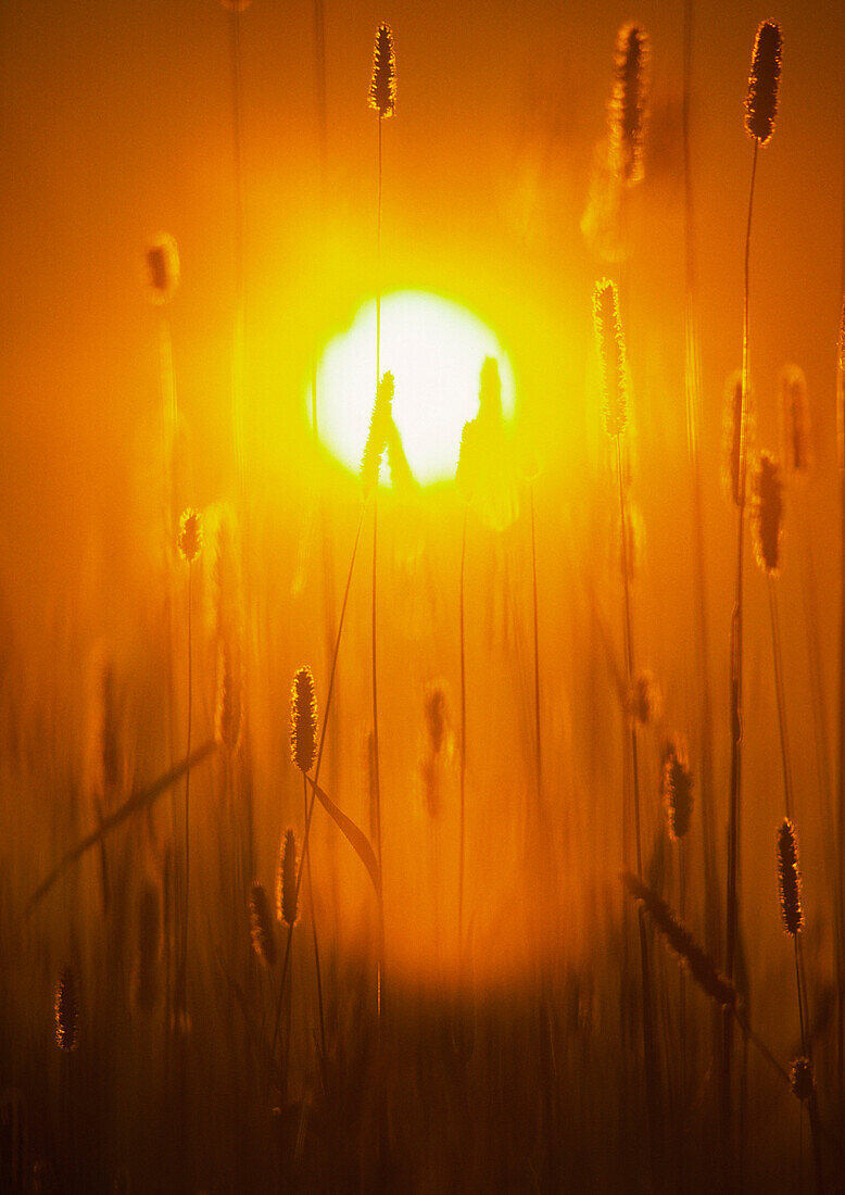 The sun shining through hay in a field