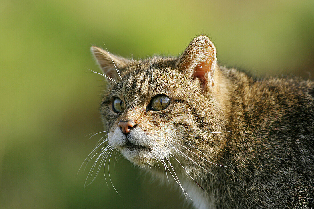 Scottish Wildcat Felis silvestris