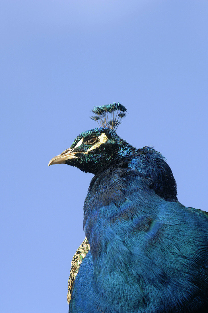 Peacock Pavo cristatus