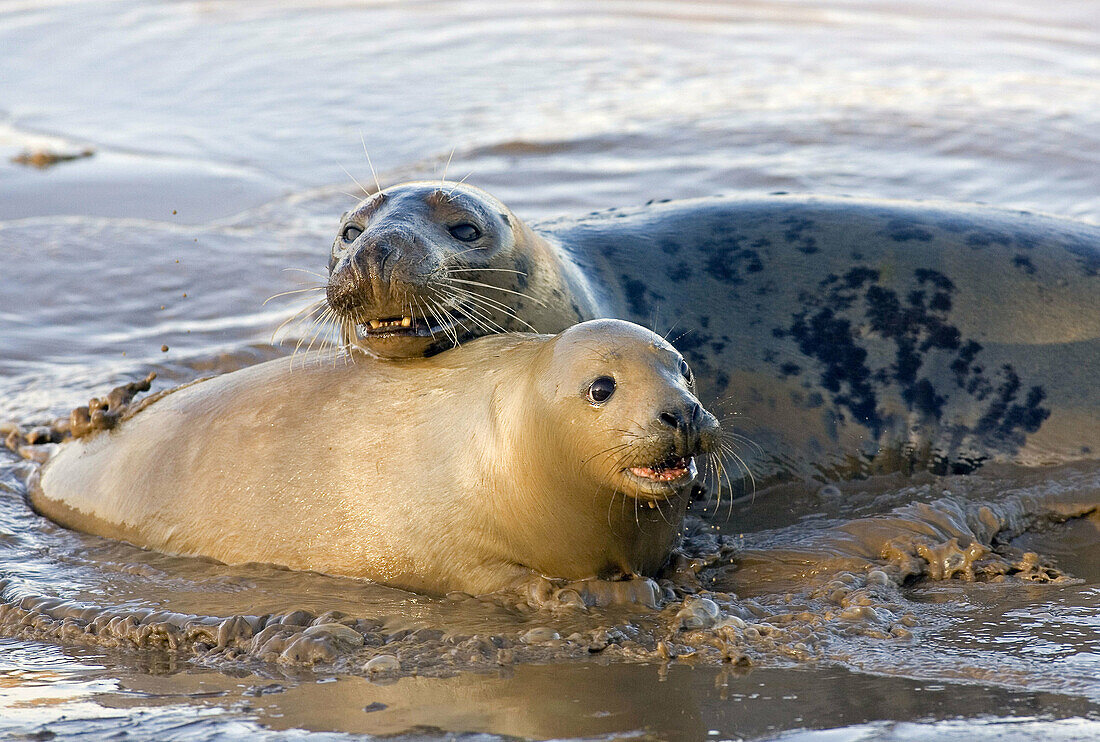 Grey Seals Halichoerus grypus at Donna Nook,  Lincolnshire,  England,  UK