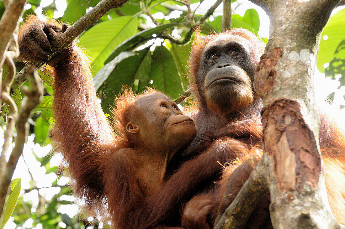 Animal, Animals, Asia, Borneo, Centre, Child, Close, Close-up, Closeup, Color, Colour, Daytime, Detail, Details, Exterior, Fauna, Infant, Malaysia, Monkey, Monkeys, Mother, National, Nature, Orang, Outdoor, Outdoors, Outside, Park, Parks, Primate, Primate