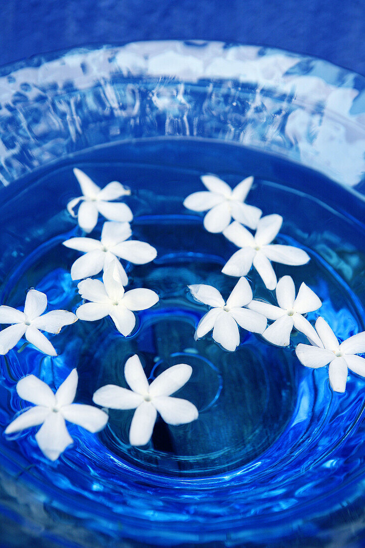 Jasminblüten in blauem Wasser