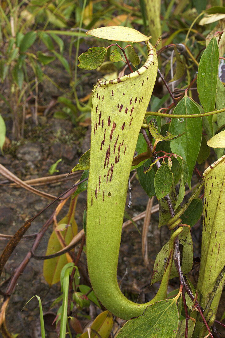 Pitcher Plant,  Nepenthes stenophylla,  Kinabalu Nat Park,  Sabah,  Borneo,  Malaysia