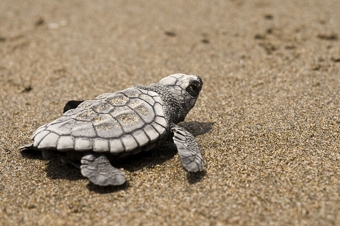 Baby, Biology, Born, Close-up, Color, Colour, Conservation, Ecology, Horizontal, Life, Lora, Marine, Marine life, Mexico, Rising, Sand, Shore, Tecolutla, Turtle, Veracruz, Wild, V03-839688, agefotostock 