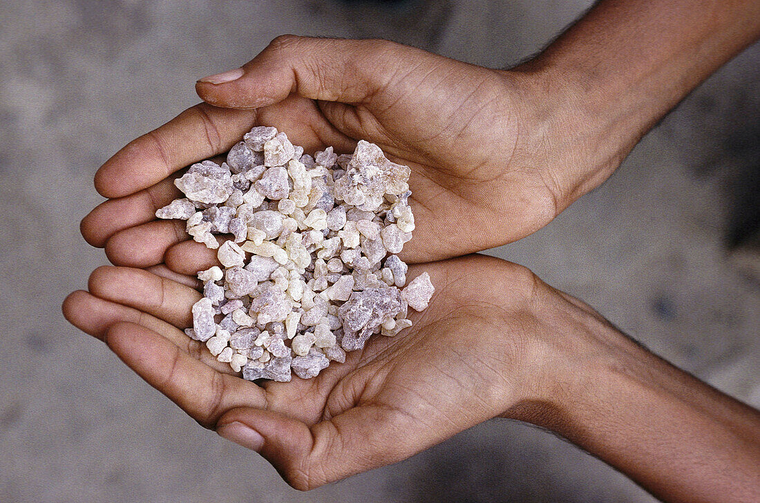 INCENSE,  WADI DO´AN,  KHUREIBA REGION,  HADRAMAWT,  YEMEN