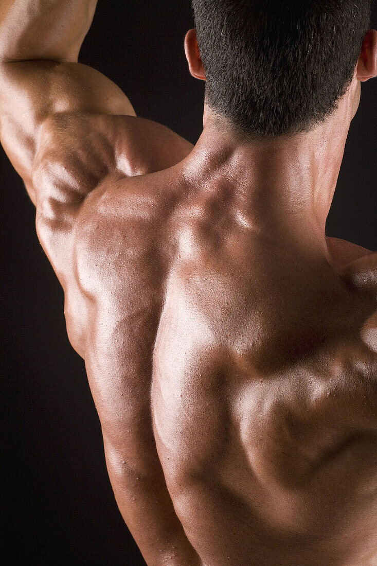 Muscles of the back