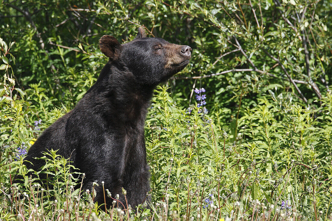 Amerikanischer Schwarzbär / American Black Bear / Ursus americanus / Kluane-Nationalpark / Kluane National Park and Reserve,  Kanada,  canada,  USA