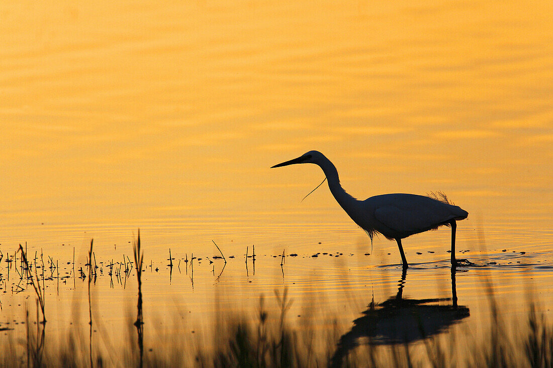 Seidenreiher / Little Egret / Egretta garzetta