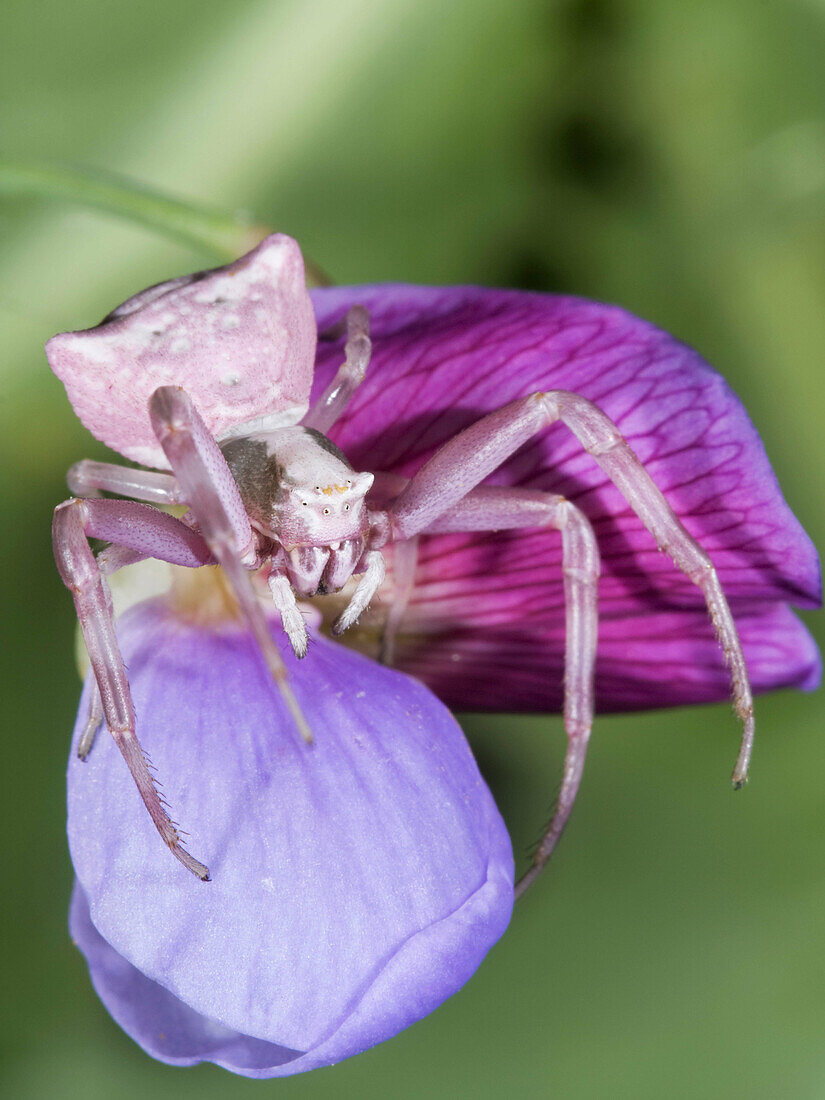 Pink crab spider,  Fam Thomisidae