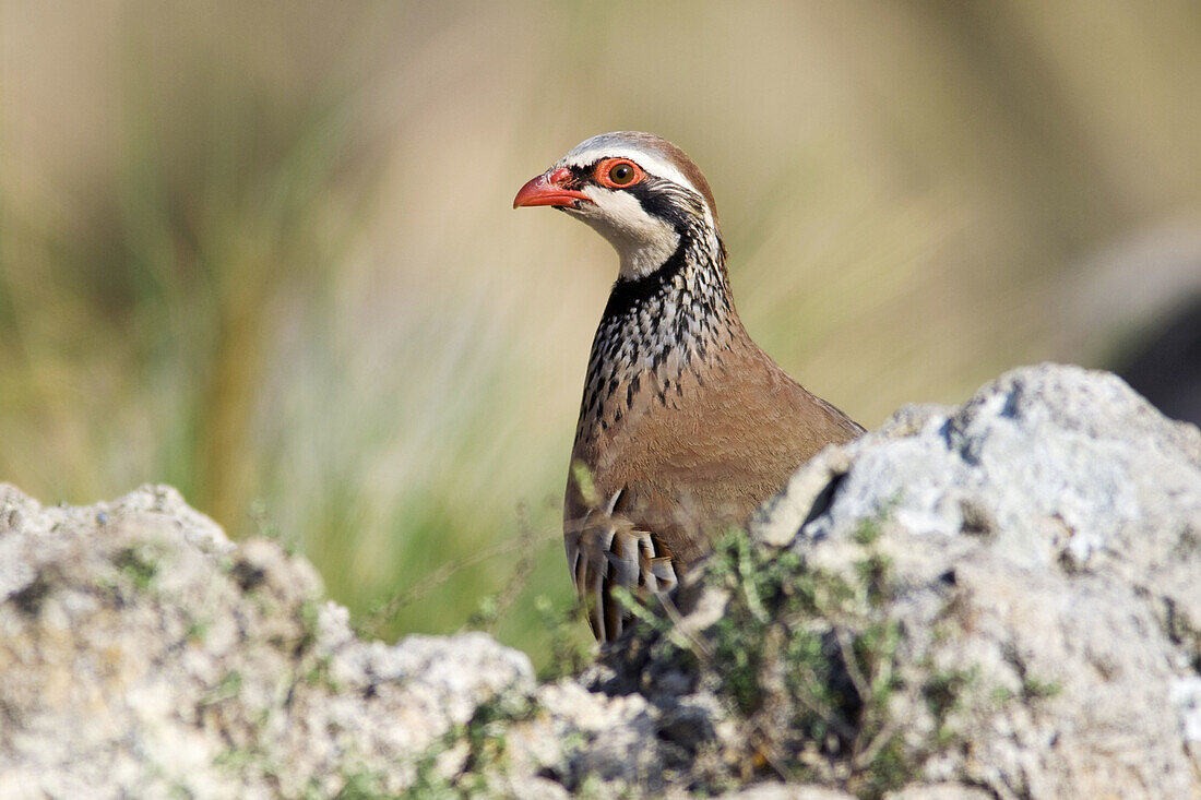 Red-legged partridge,  Alectoris rufa  Cabo de Gata-Nijar biosphere reserve,  Andalusia,  Spain