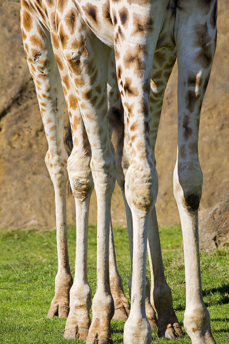 giraffe Giraffa camelopardalis legs