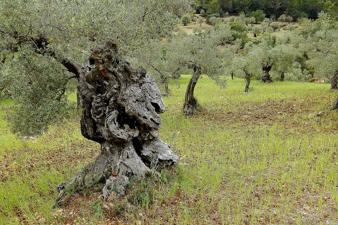 Olivenhain, Pastoritx, Valldemossa. Mallorca, Balearische Inseln, Spanien