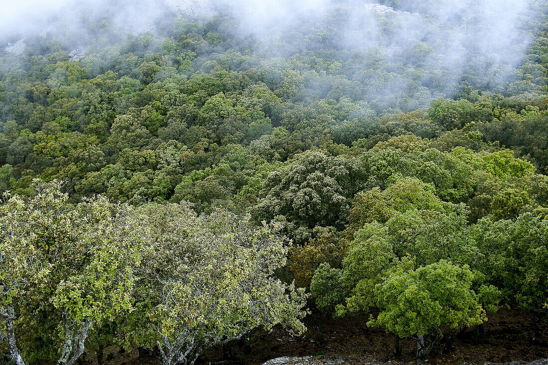 Holm Oak (Quercus ilex),  Mola de Planicia,  Serra de Tramuntana. Majorca,  Balearic Islands,  Spain