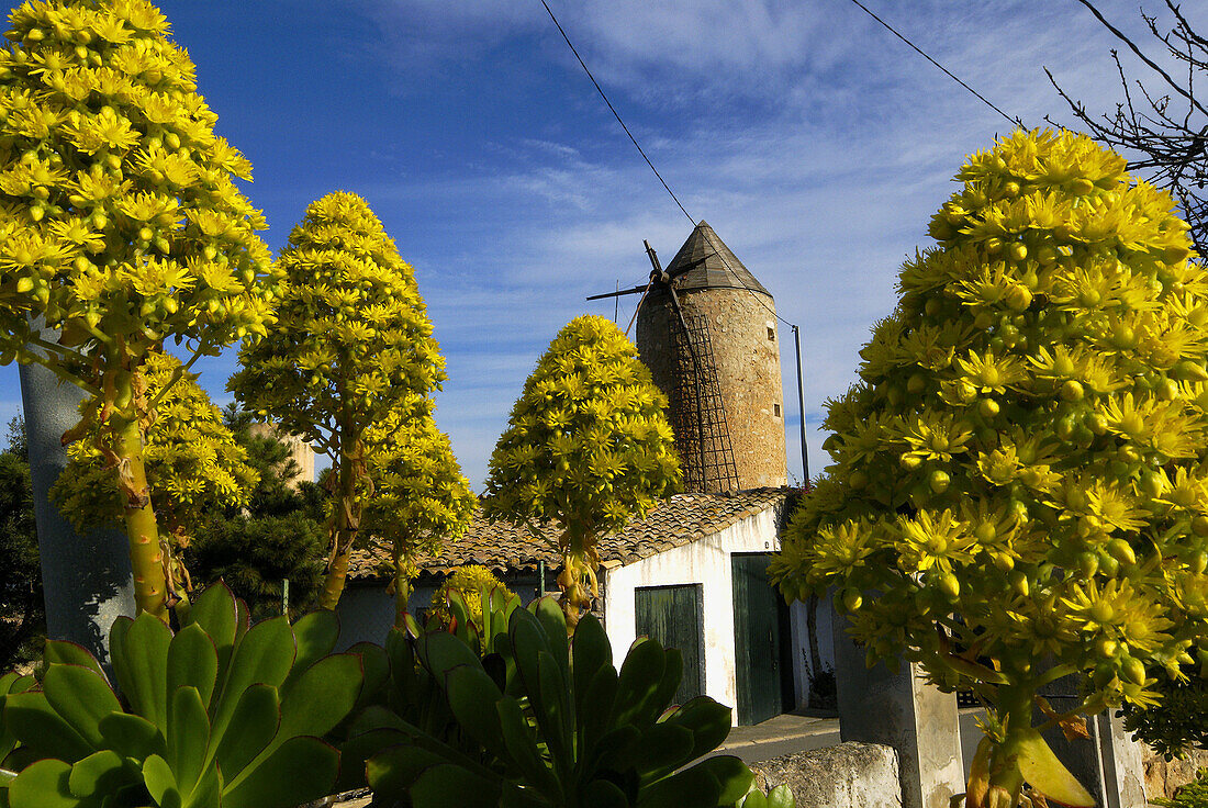 Can Garindo windmill. Búger. Comarca de Raiguer. Majorca. Balearic Islands. Spain.