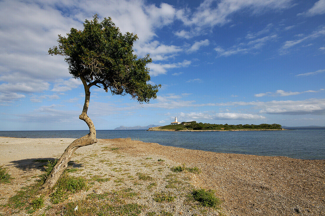 Strand von Alcanada, Alcudia. Mallorca, Balearische Inseln, Spanien