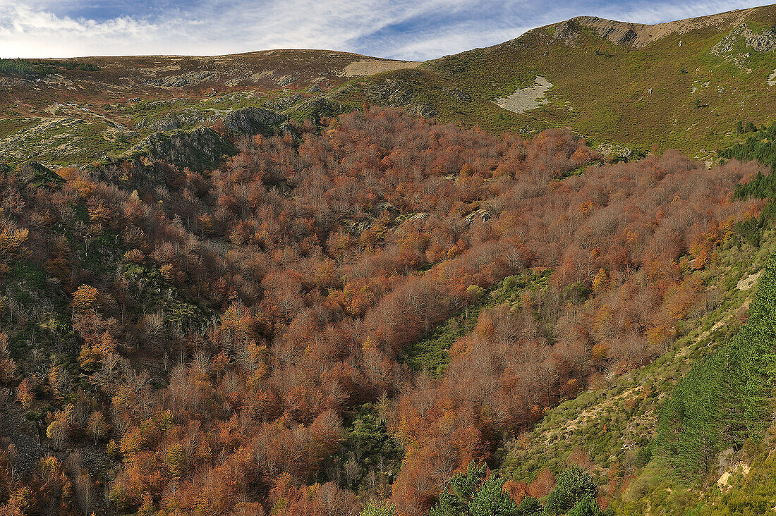 Sierra de la Demanda,  near  Valvanera. La Rioja,  Spain