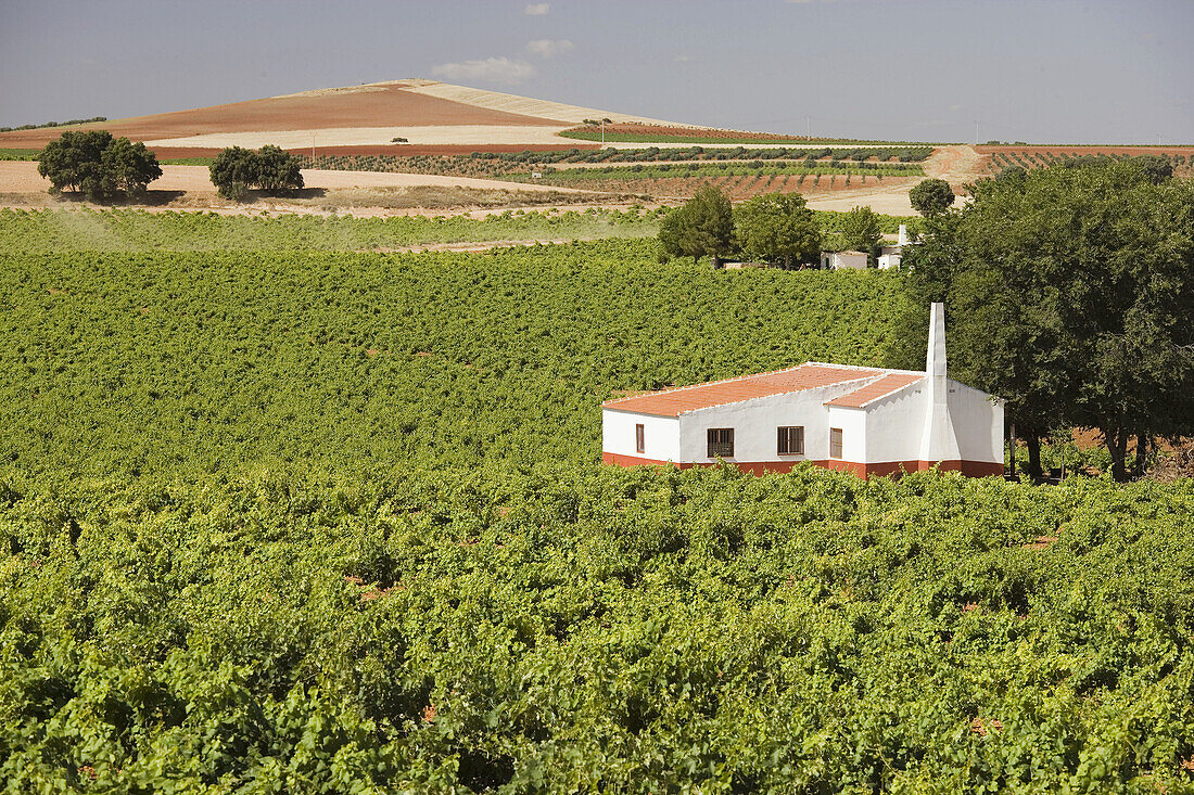 Viñedos,  paisaje manchego San Carlos del Valle,  provincia de Ciudad Real,  Castilla la Mancha,  Spain