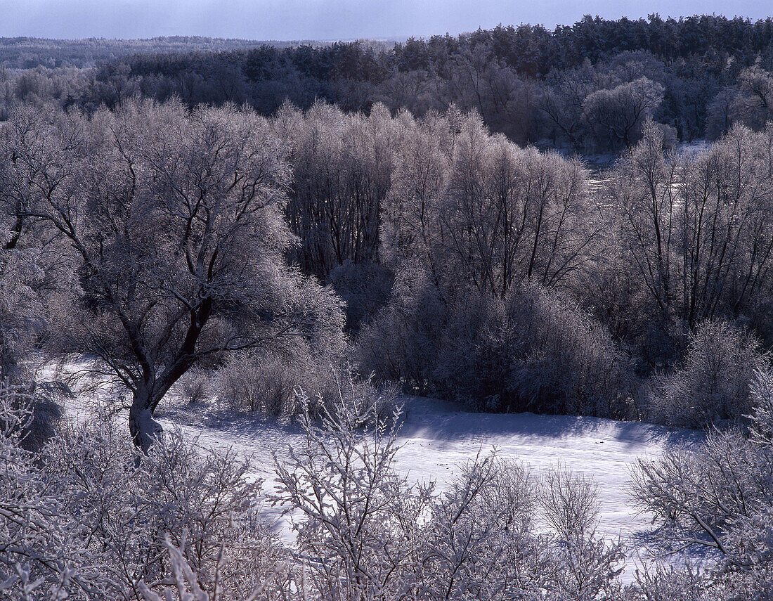 Trees covered with whitefrost in Mazowsze region. Central Poland